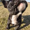 フレンチブルドッグ
French Bulldog129-7