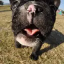 フレンチブルドッグ
French Bulldog129-5