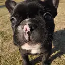 フレンチブルドッグ
French Bulldog129-4