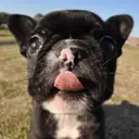 フレンチブルドッグ
French Bulldog129-3