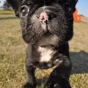 フレンチブルドッグ
French Bulldog129-2