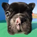 フレンチブルドッグ
French Bulldog129-1