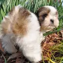 シーズー
Shih tzu138-5