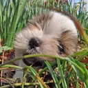 シーズー
Shih tzu138-4