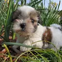 シーズー
Shih tzu138-3
