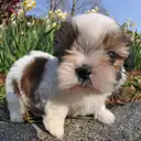 シーズー
Shih tzu138-2