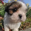シーズー
Shih tzu138-1