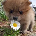 ポメラニアン
Pomeranian041-5