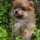 ポメラニアン
Pomeranian041-4