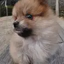 ポメラニアン
Pomeranian041-3