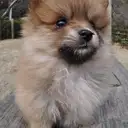 ポメラニアン
Pomeranian041-2