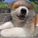 秋田犬
Akita174-5