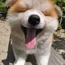 秋田犬
Akita174-3