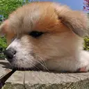 秋田犬
Akita174-2