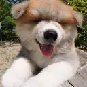 秋田犬
Akita174-1
