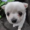 チワワ
Chihuahua285-9