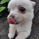 チワワ
Chihuahua285-8