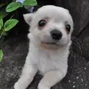 チワワ
Chihuahua285-7