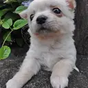 チワワ
Chihuahua285-6