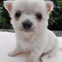 チワワ
Chihuahua285-1