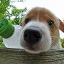 ウェルシュコーギー
WelshCorgi 406-8