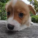 ウェルシュコーギー
WelshCorgi 406-7