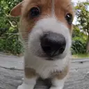 ウェルシュコーギー
WelshCorgi 406-6