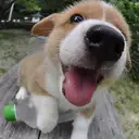 ウェルシュコーギー
WelshCorgi 406-5