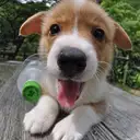 ウェルシュコーギー
WelshCorgi 406-4