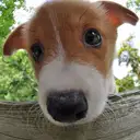 ウェルシュコーギー
WelshCorgi 406-3