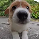 ウェルシュコーギー
WelshCorgi 406-2