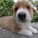 ウェルシュコーギー
WelshCorgi 406-1