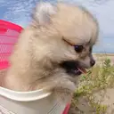 ポメラニアン
Pomeranian 042-5