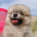 ポメラニアン
Pomeranian 042-4