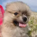 ポメラニアン
Pomeranian 042-3