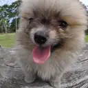 ポメラニアン
Pomeranian 042-2