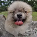 ポメラニアン
Pomeranian 042-1