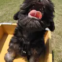 ミニチュアシュナウザー
Miniature Schnauzer
194-4