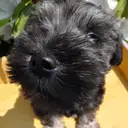 ミニチュアシュナウザー
Miniature Schnauzer
194-3