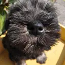 ミニチュアシュナウザー
Miniature Schnauzer
194-2