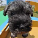 ミニチュアシュナウザー
Miniature Schnauzer
194-1