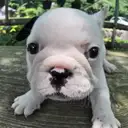 フレンチブルドッグ
French Bulldog164-10