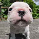 フレンチブルドッグ
French Bulldog164-8