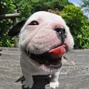 フレンチブルドッグ
French Bulldog164-7