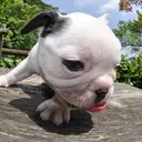 フレンチブルドッグ
French Bulldog164-6