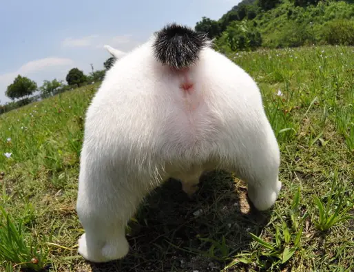 フレンチブルドッグ
French Bulldog164-4