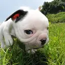 フレンチブルドッグ
French Bulldog164-3