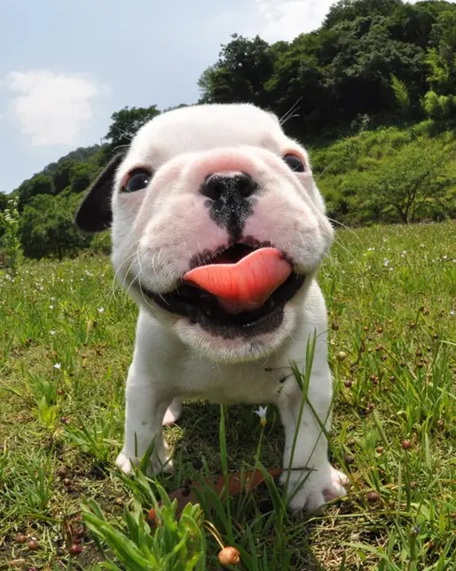 フレンチブルドッグ
French Bulldog164-2