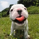 フレンチブルドッグ
French Bulldog164-2