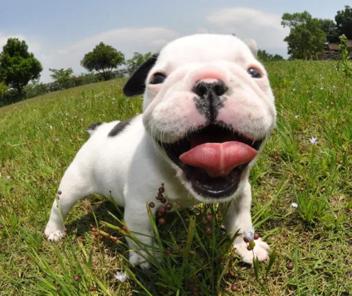 フレンチブルドッグ
French Bulldog164-1